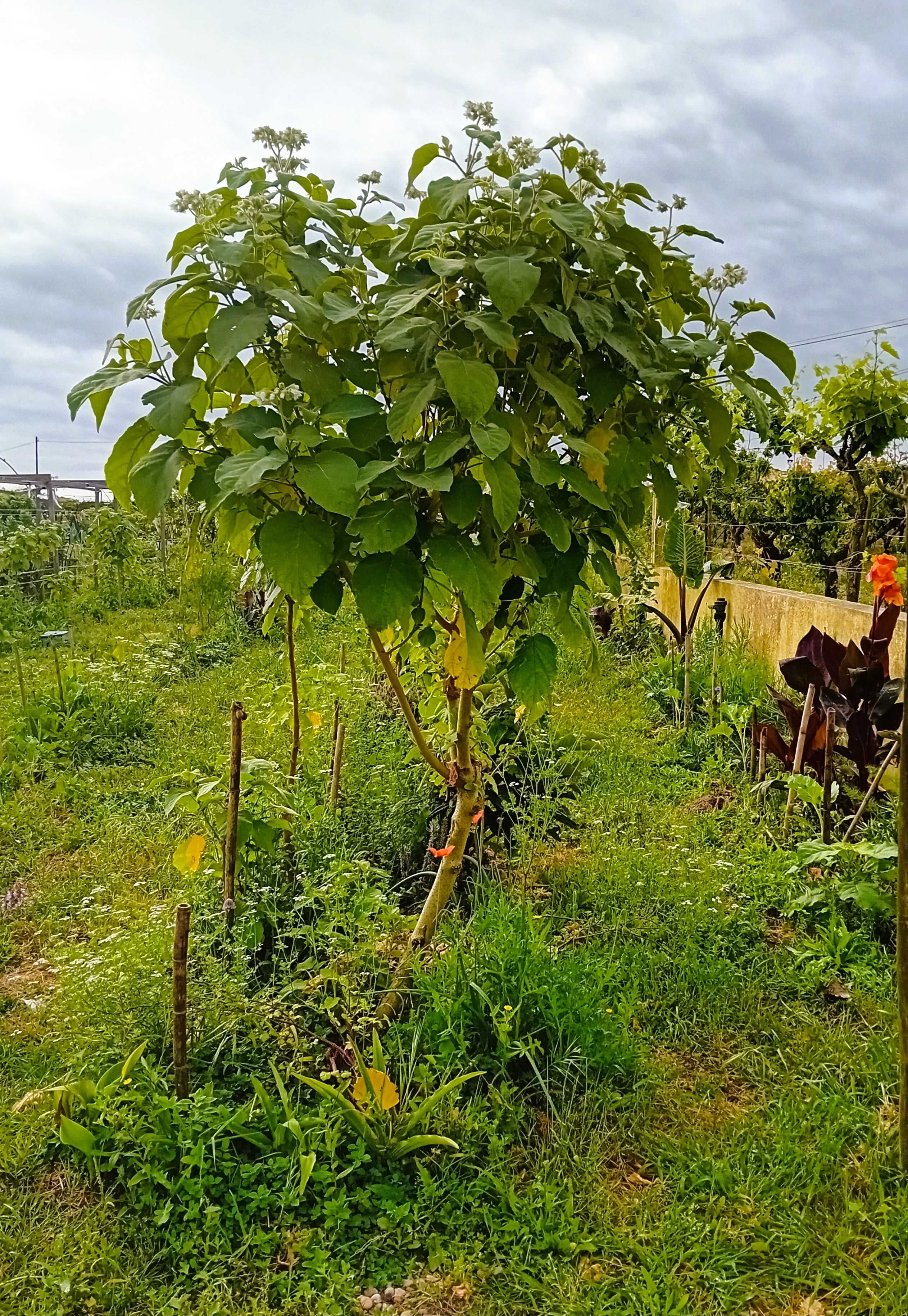 Arvore tamarilho amarelo anao