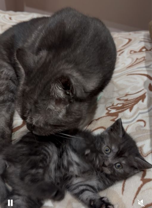 Котик в добрі руки