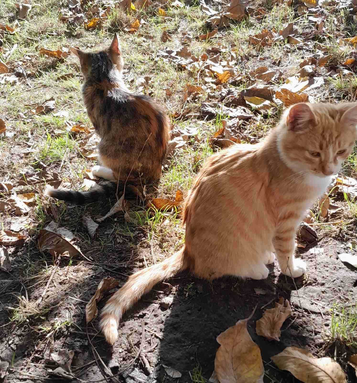 Отдам молодых котиков