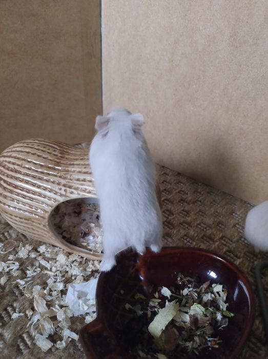Chomik Campbella+klatka+akcesoria