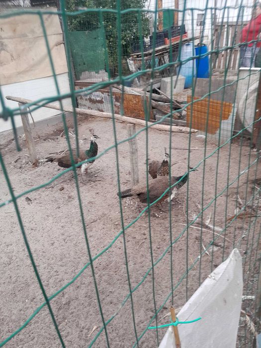 Trio de pavões para venda