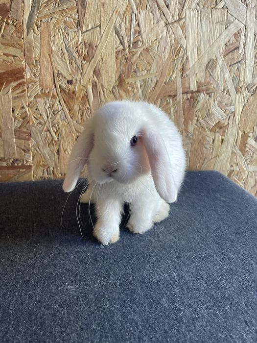 Sprzedam dwie samiczki mini lop