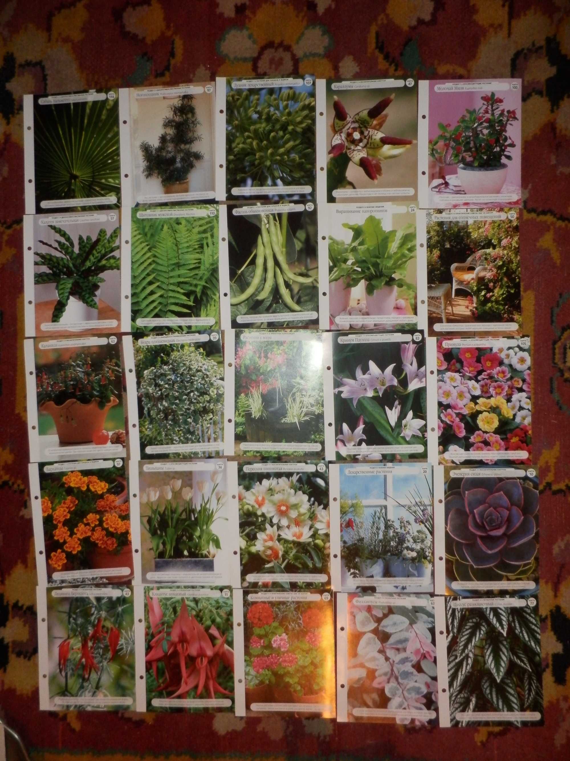 карточки цветы дома,сад и огород,192 шт