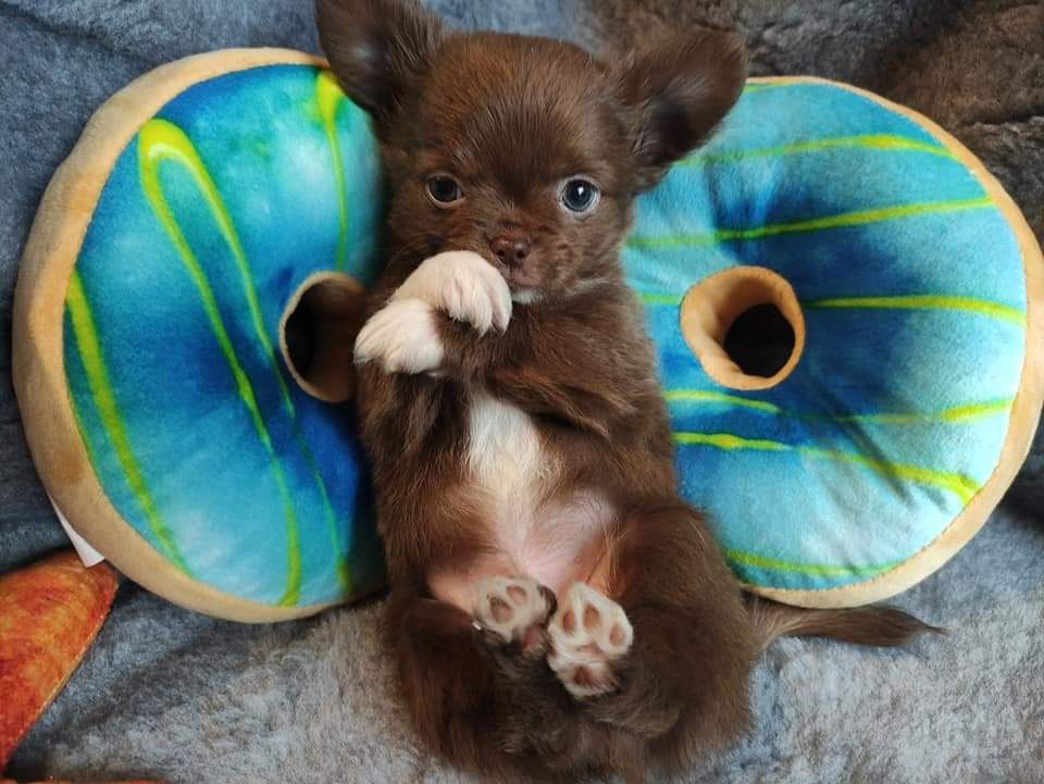 Cudowny mini piesek Chihuahua długowłosy czekoladowy.Rodowód4pokolenia