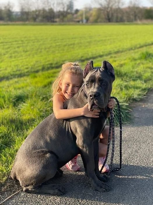 Планові цуценята Кане Корсо