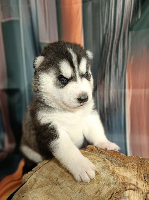 Siberian Husky FCI