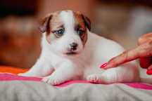 Jack Russell Terrier - suczka ZKwP