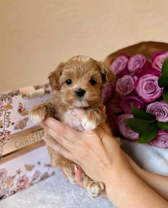 Мальтипу Ф1 мини мальчик