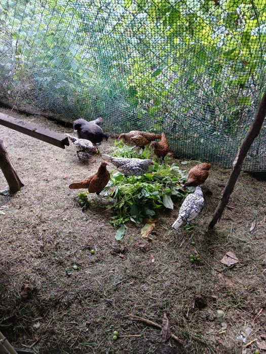 Kury sebrytki młode