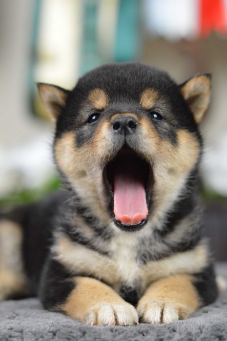 Shiba, shiba inu ZKwP/FCI