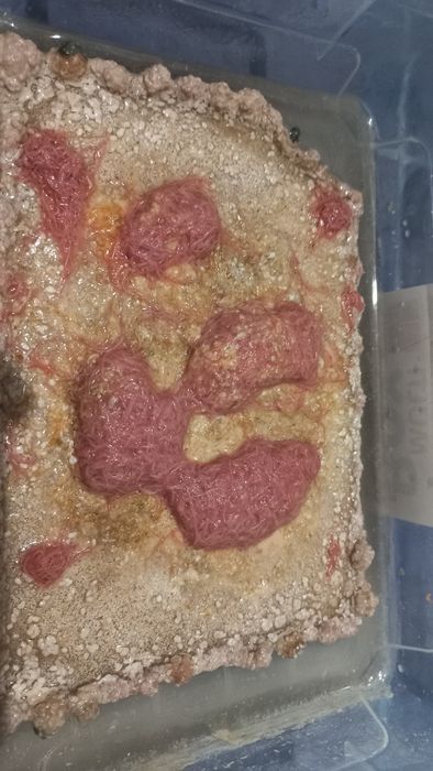 Живий та заморожений корм для акваріумних мешканців