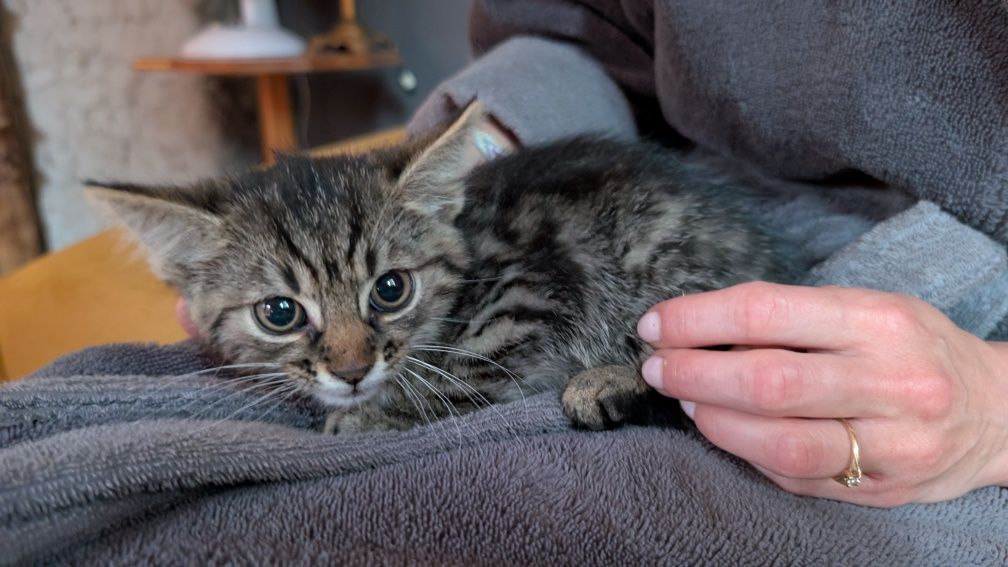 Piękny kot do adopcji