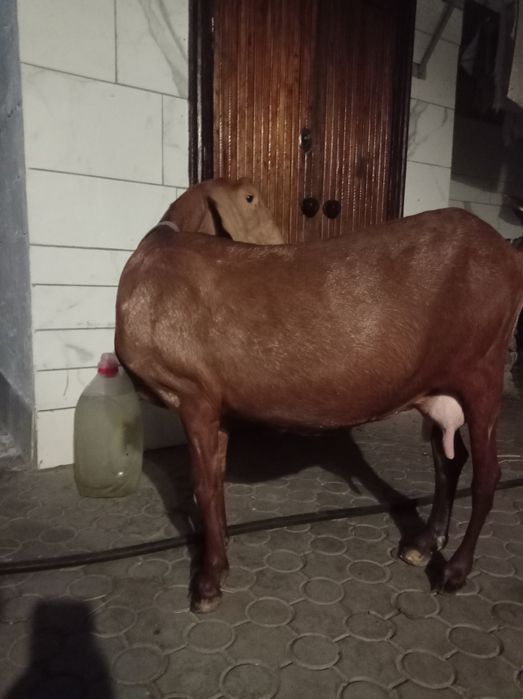 Продам козу нубо-камори