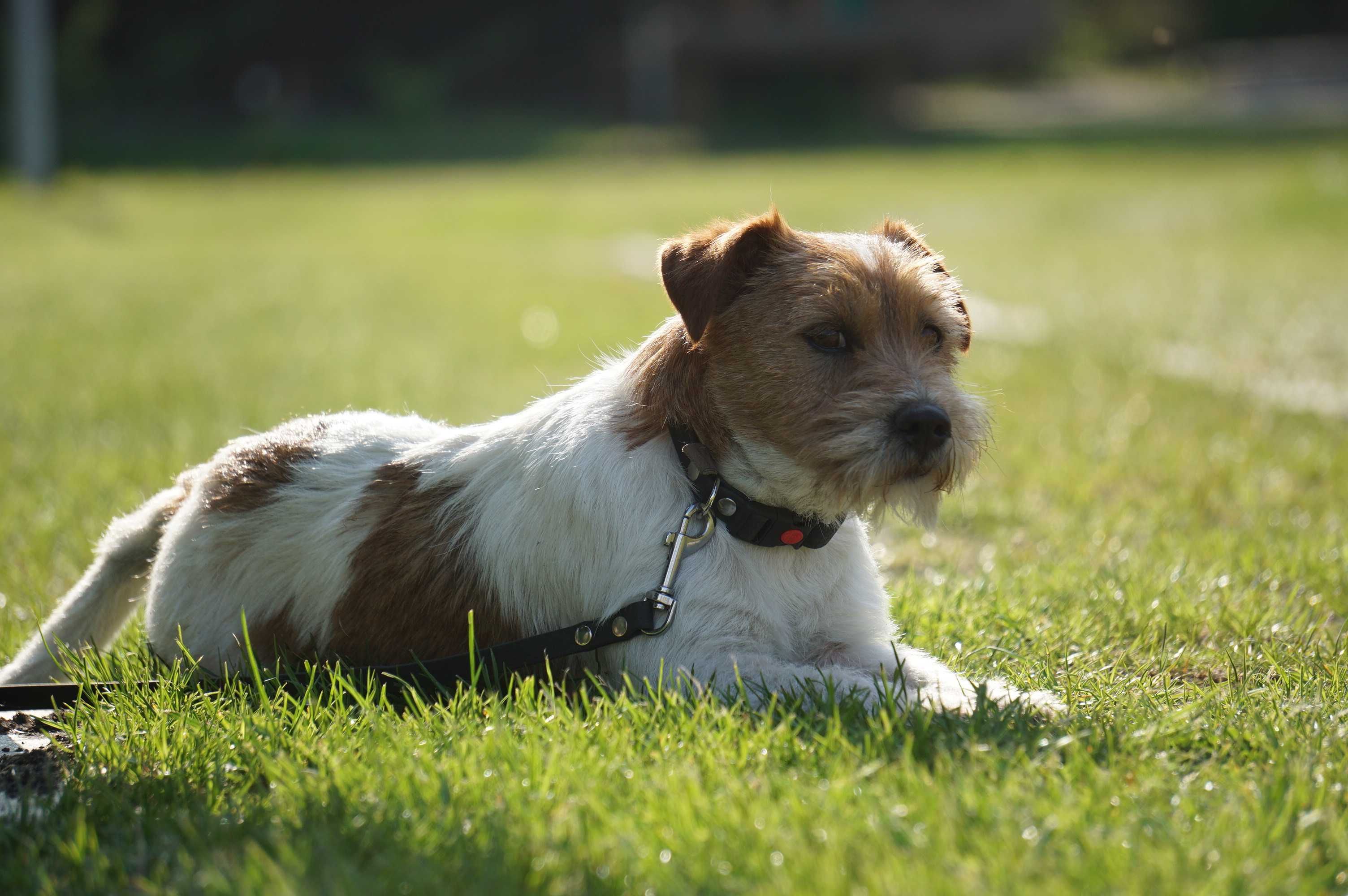 Jack Russell Terrier ZKwP FCI szczeniaczki po Ch.PL