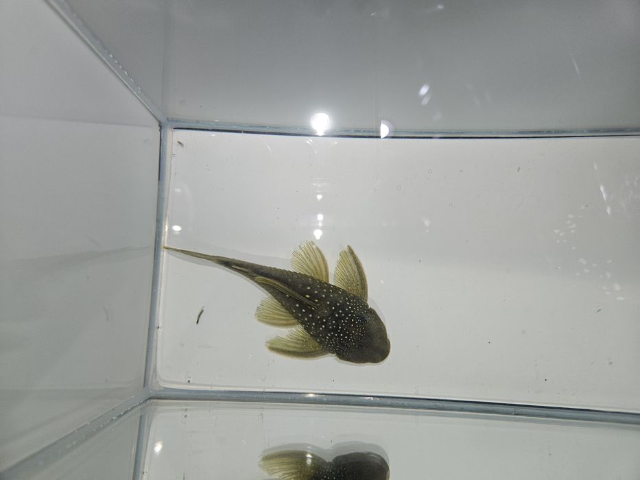 Glonojad L200 zapraszamy