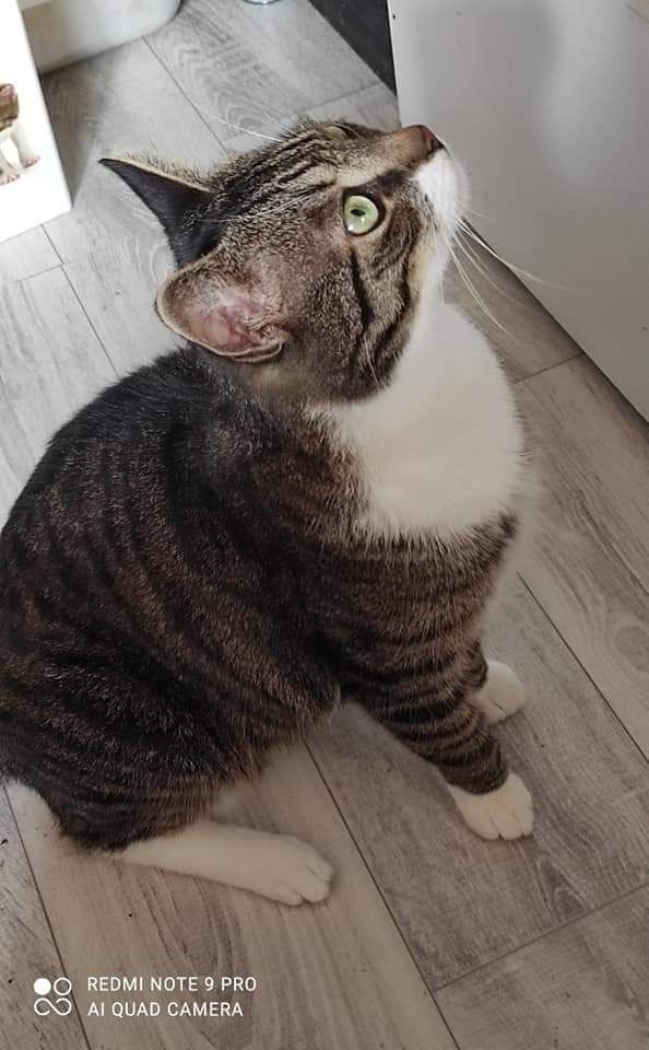 Do adopcji Aslan.