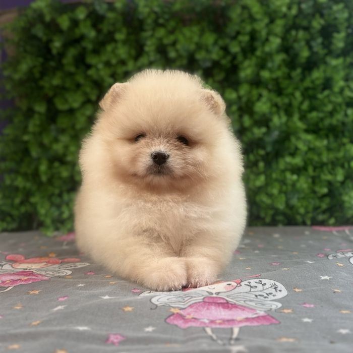 лялькова дівчинка тип ведмедика.