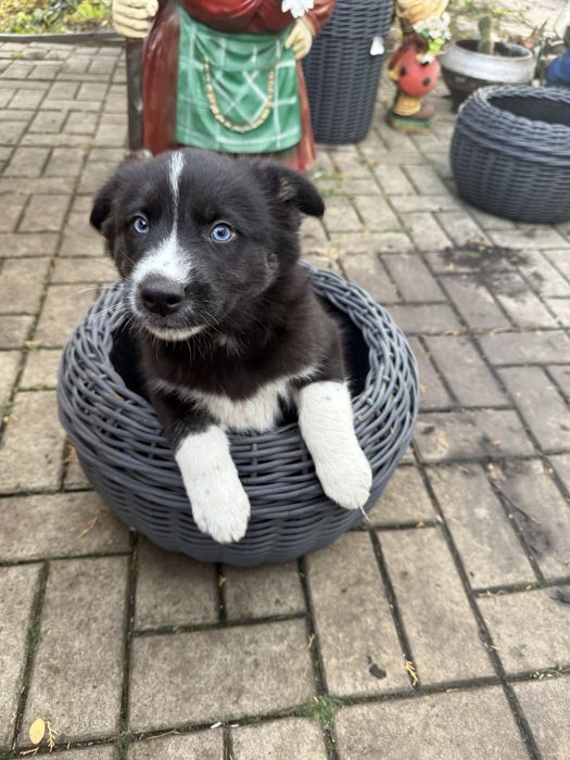 Дівчинка з голубими очима шукає гарну родину