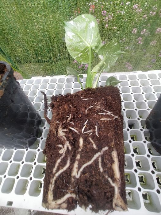 Monstera deliciosa Thai Constelation