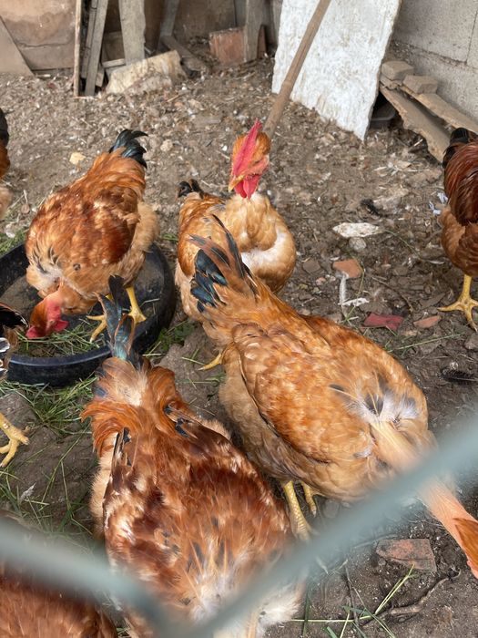 Frangos caseiros vermelhos 4 messes