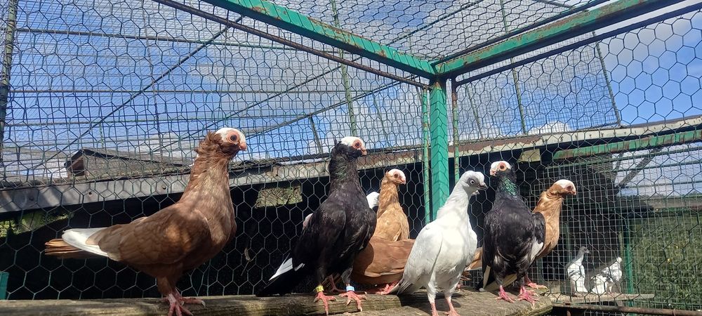 Gołębie szeki,koroniarze końcate