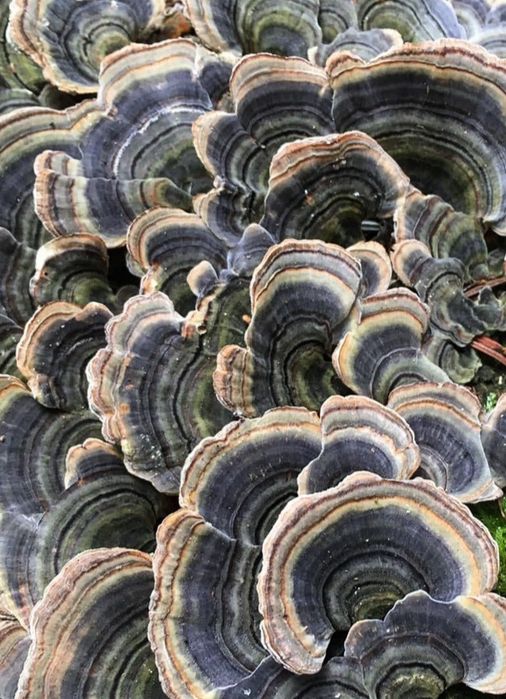 Wrośniak różnobarwny