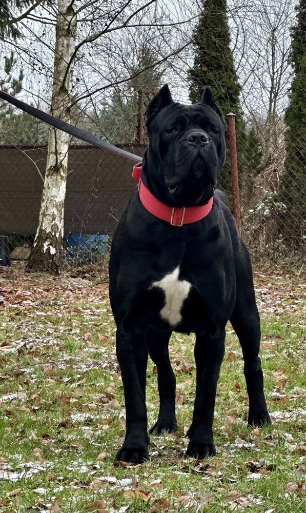 Szczeniaki Cane Corso italiano FCI