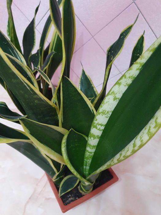Квітуча сансевієрія з жовтим обідком. Кімнатні рослини