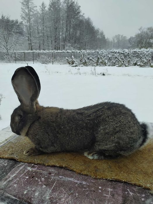 Olbrzym Belgijski Samce BOS.
