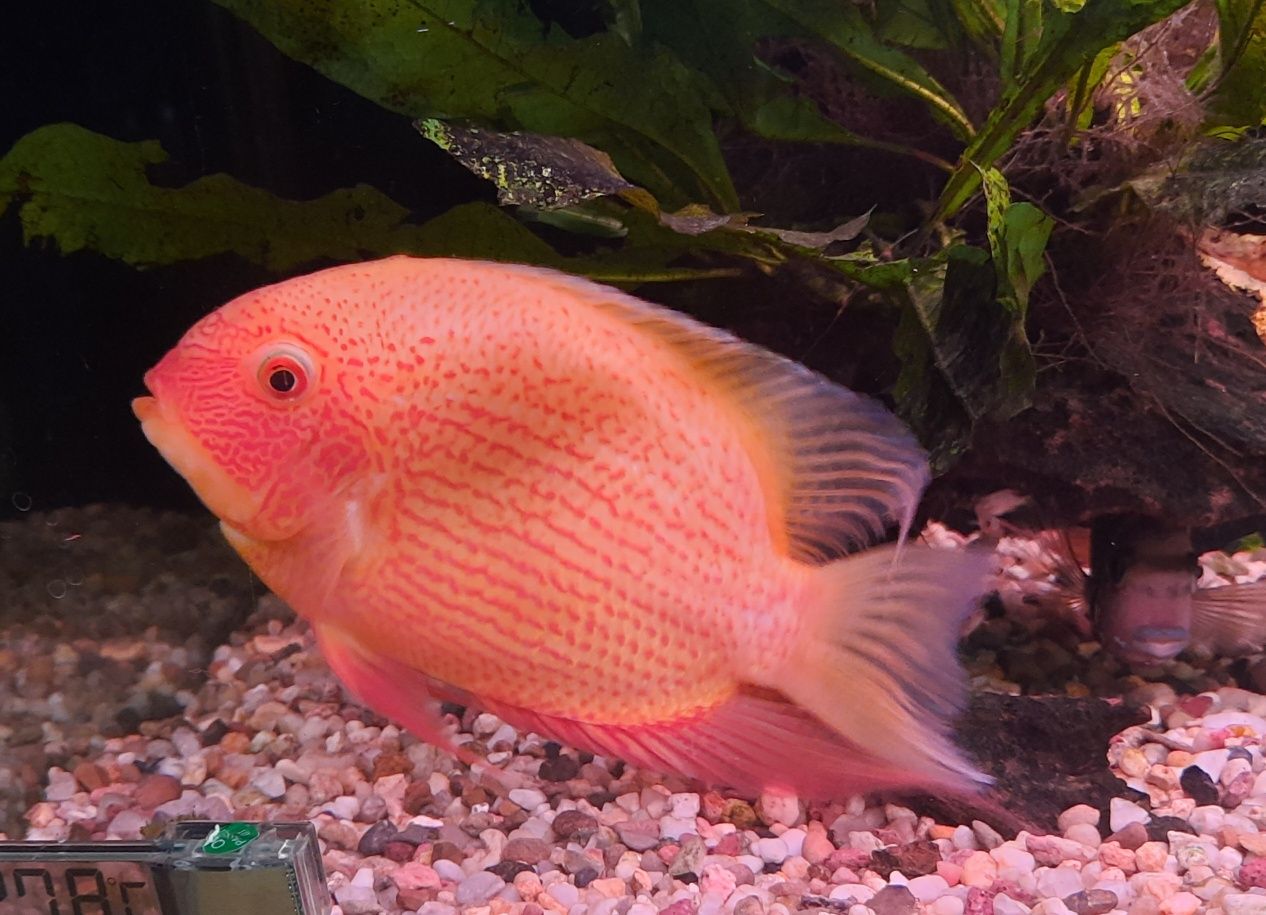 Pielegnica Severum Red samiec ok 20 cm