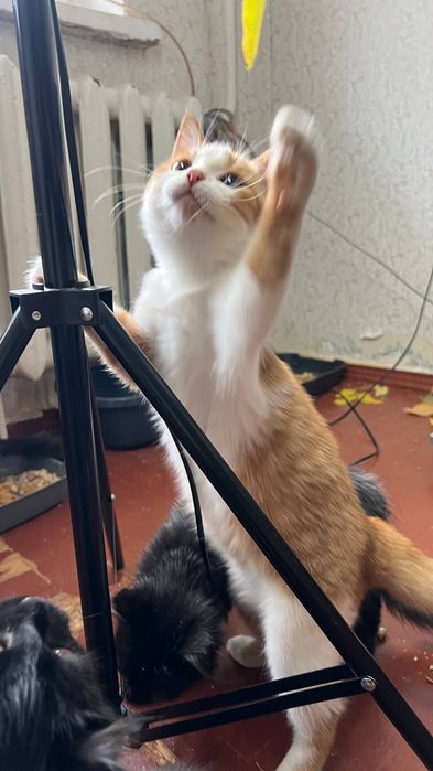 Отдам_ кошки _ котята _стеша