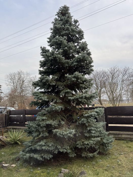 Ялинка 3 м висоти