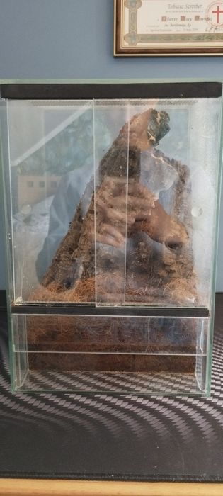 Poe Regalis 6DC z Terrarium