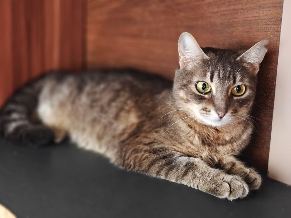 Ніжна кішечка Мурка шукає дім, 1 рік, кішка