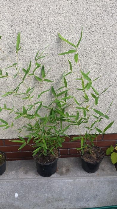 Bambus drzewiasty Phyllostachys Nuda