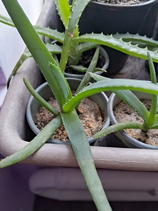 Алоє вера продам