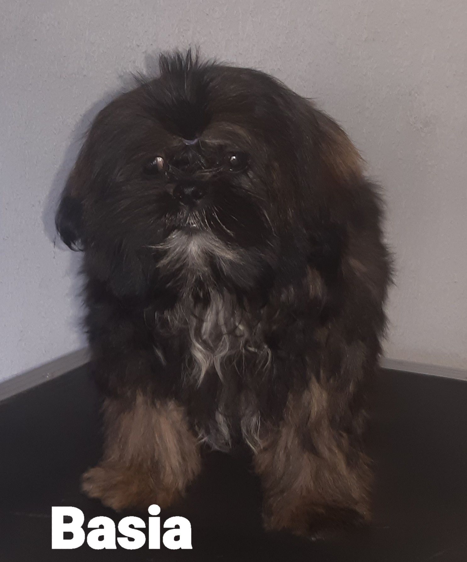 Shih tzu sunia Basia Green House