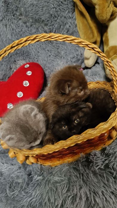 Висловухи кошенята