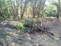 Limpeza florestal e Jardim manuntenção