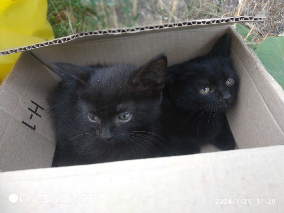 Чорні пантери в добрі руки!