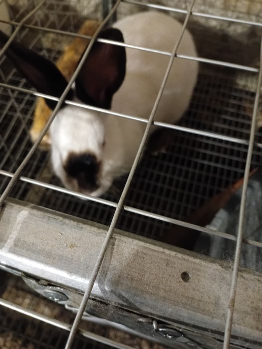 Кроли Панон, Колифорнийский