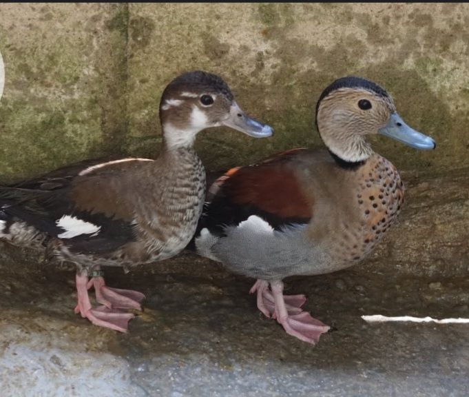 Casais de ring teal