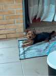 Yorkshire terrier femea