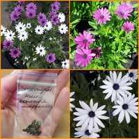 Семена цветов остеоспермум,циния,гвоздика турецкая,портулак,гладиолус