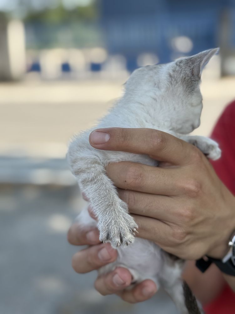 Gatinhas para adoção responsável Caxarias/Ourém/Leiria