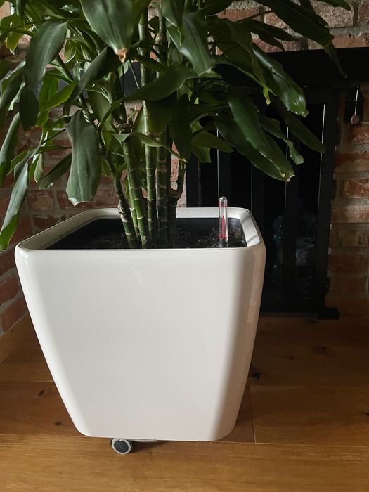 Duża donica z rośliną – zakupiona w Niemczech