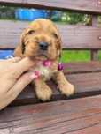 Śliczny szczeniak cocker spaniel