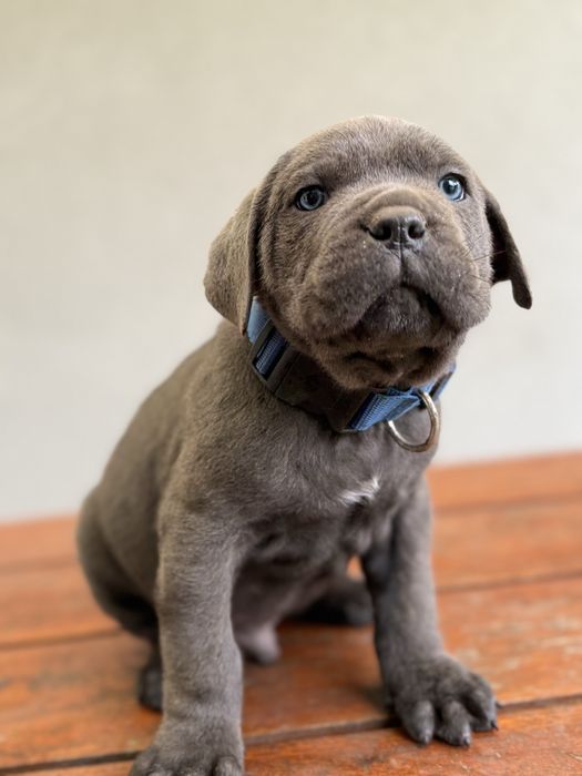 Cane Corso samiec z rodowodem