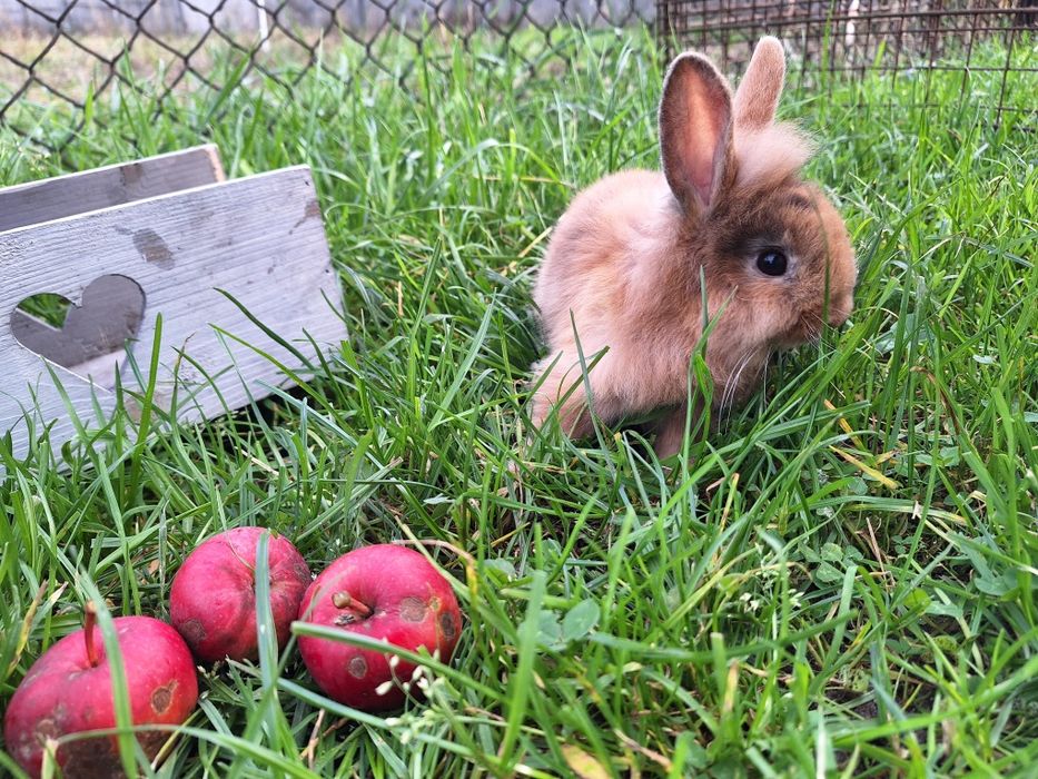 Króliczek miniaturka