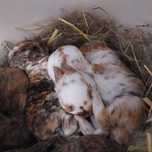 Pluszowy mini rex gepard, trójbarwny, japoński, karzełek, miniaturka